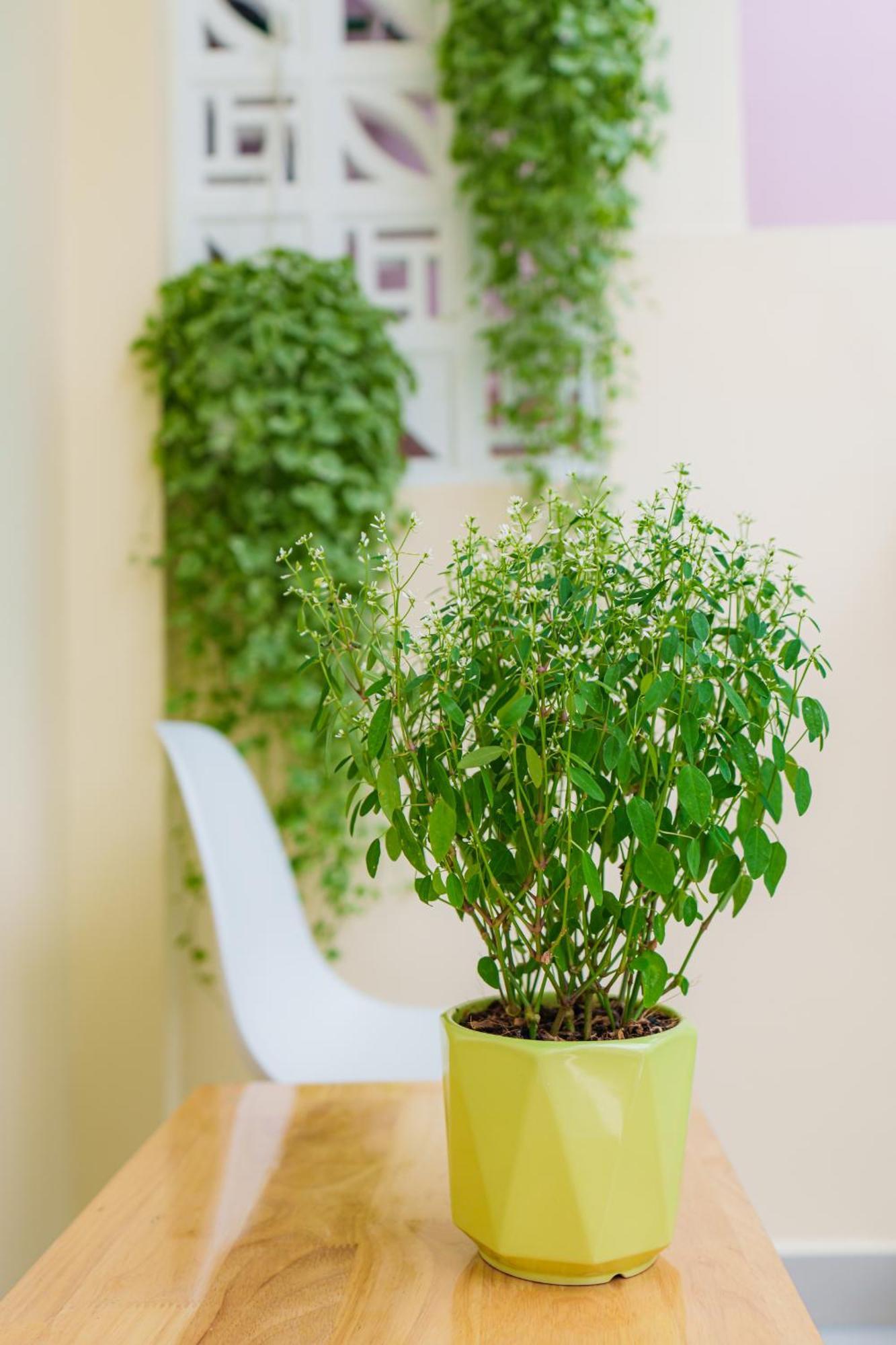 Co Chau Homestay Ho Chi Minh-stad Buitenkant foto